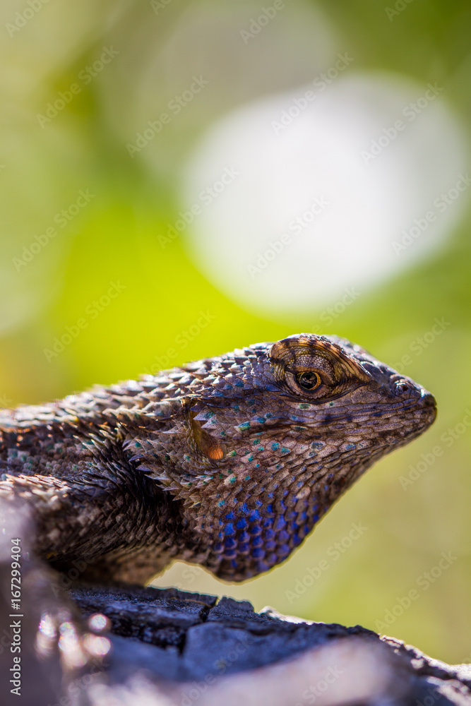 Obraz premium Lizard with Blue Scales