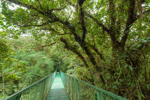 Suspension bridge in rainforest