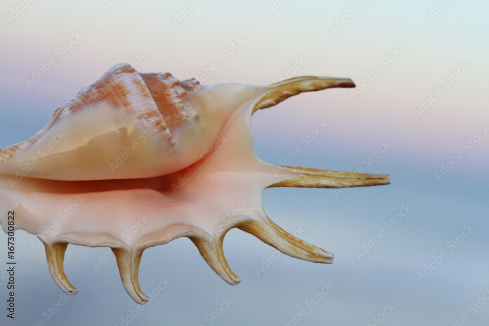 The shell and sunset. Using the sunset light to make the beautiful photo of the beautiful shell. The shell and sunset. Using the sunset light to make the beautiful photo of the beautiful shell.