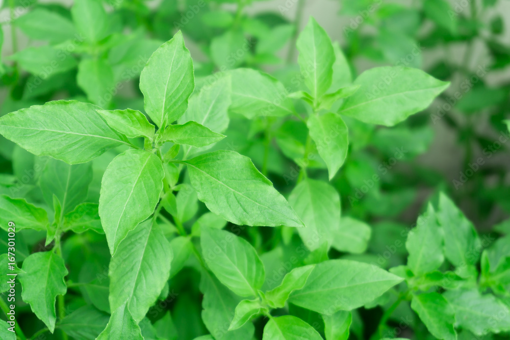 hoary basil or basilicum in the pot, ingredient for cooking hoary basil or basilicum in the pot, ingredient for cooking