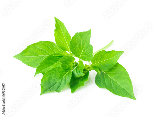 hoary basil or basilicum on white background  ingredient for cooking