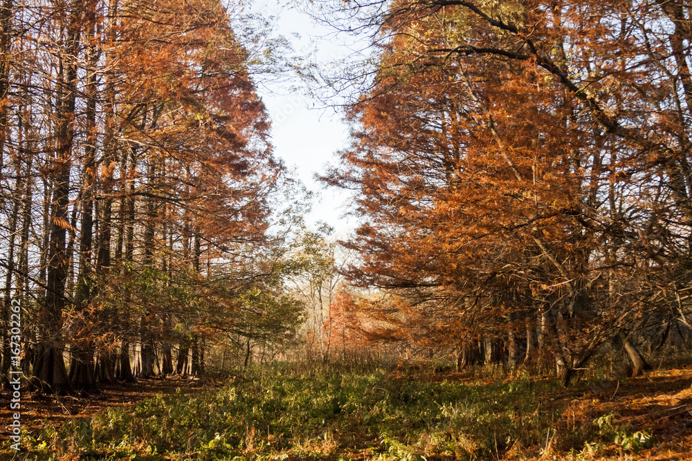 Obraz premium Autumn landscape with autumn leaves and moody light