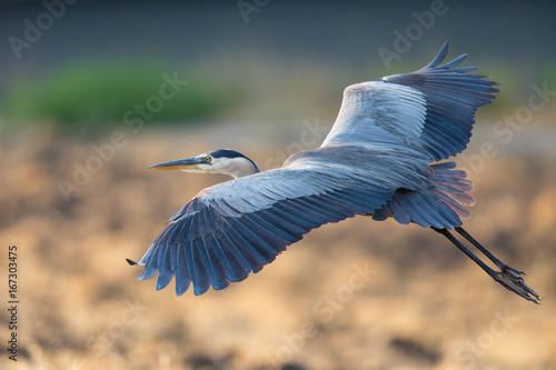 Great blue heron about to land, seen in the wild in North California