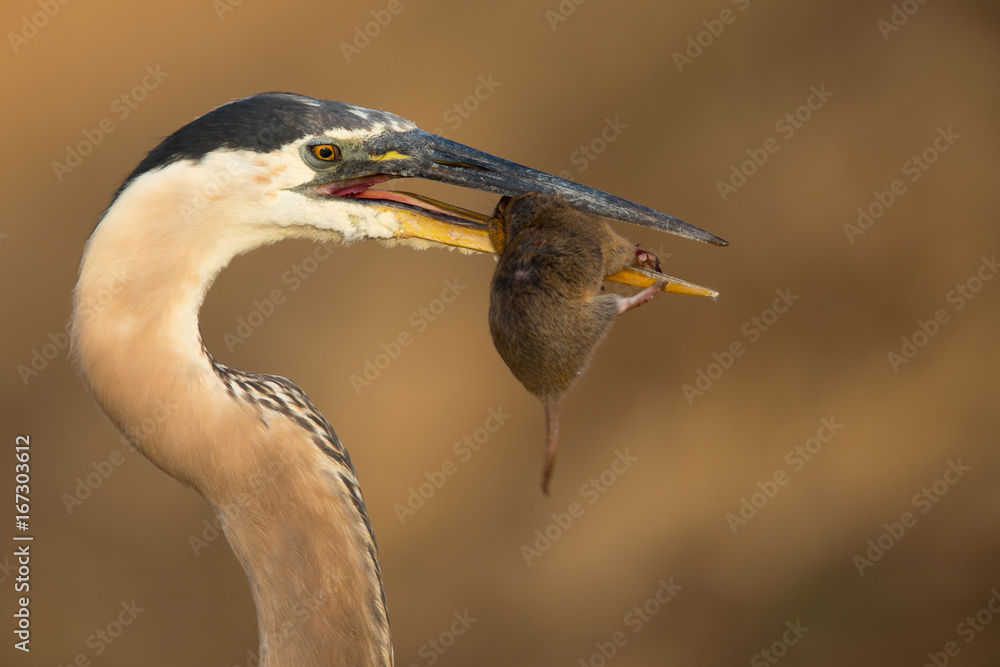 Great blue heron catching and eating a mole, seen in the wild in North California Great blue heron catching and eating a mole, seen in the wild in North California