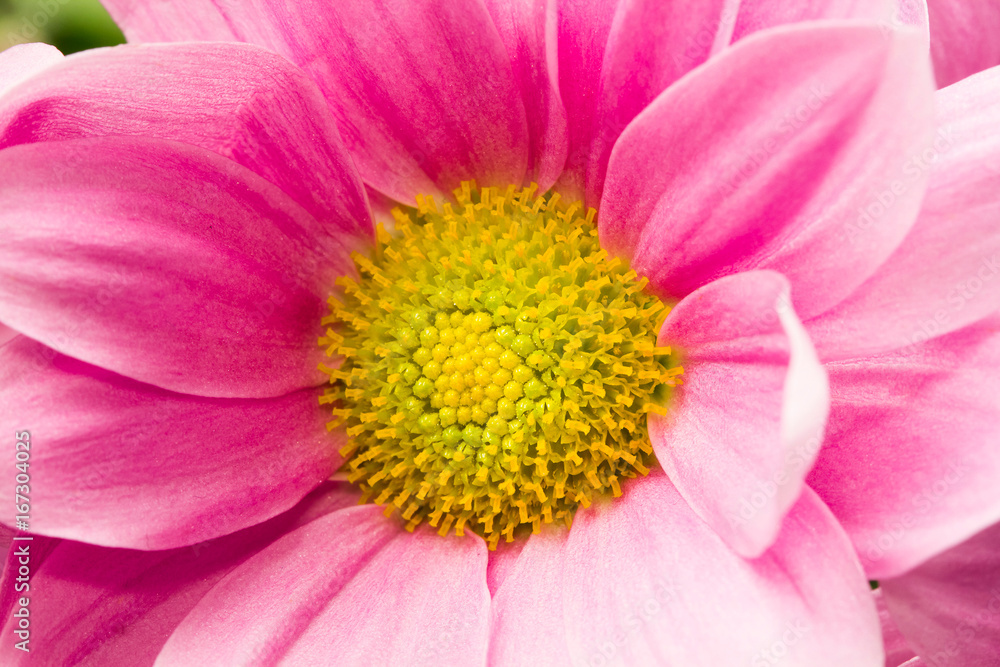 Beautiful Chrysanthemum flower with details
