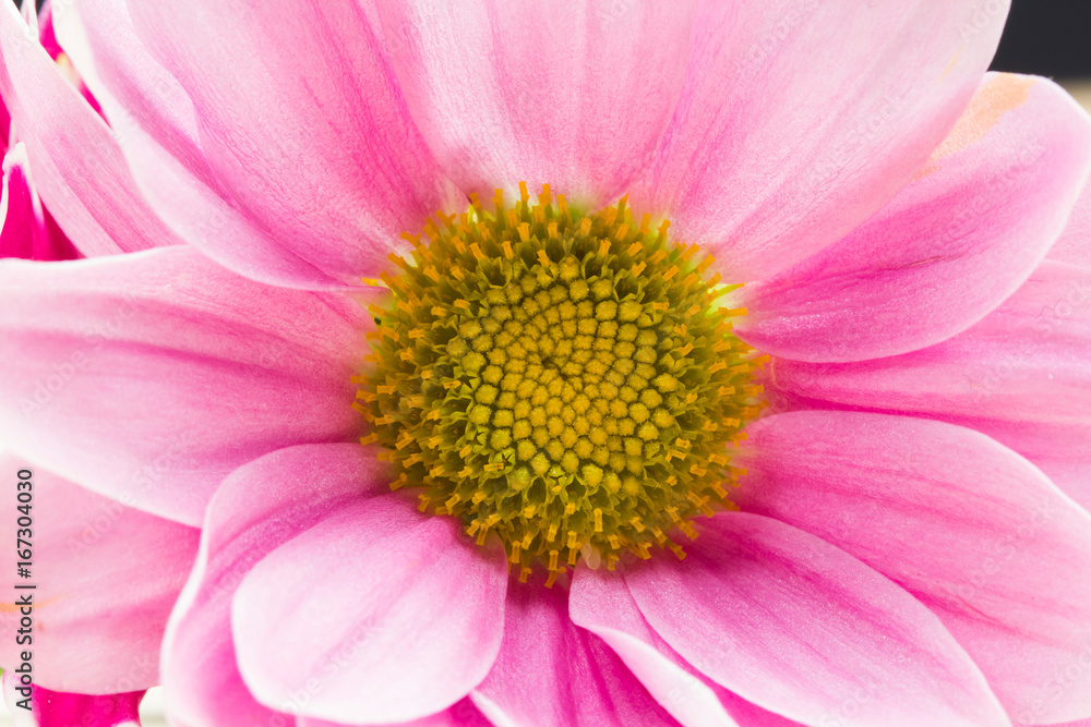 Beautiful Chrysanthemum flower with details
Beautiful Chrysanthemum flower with details