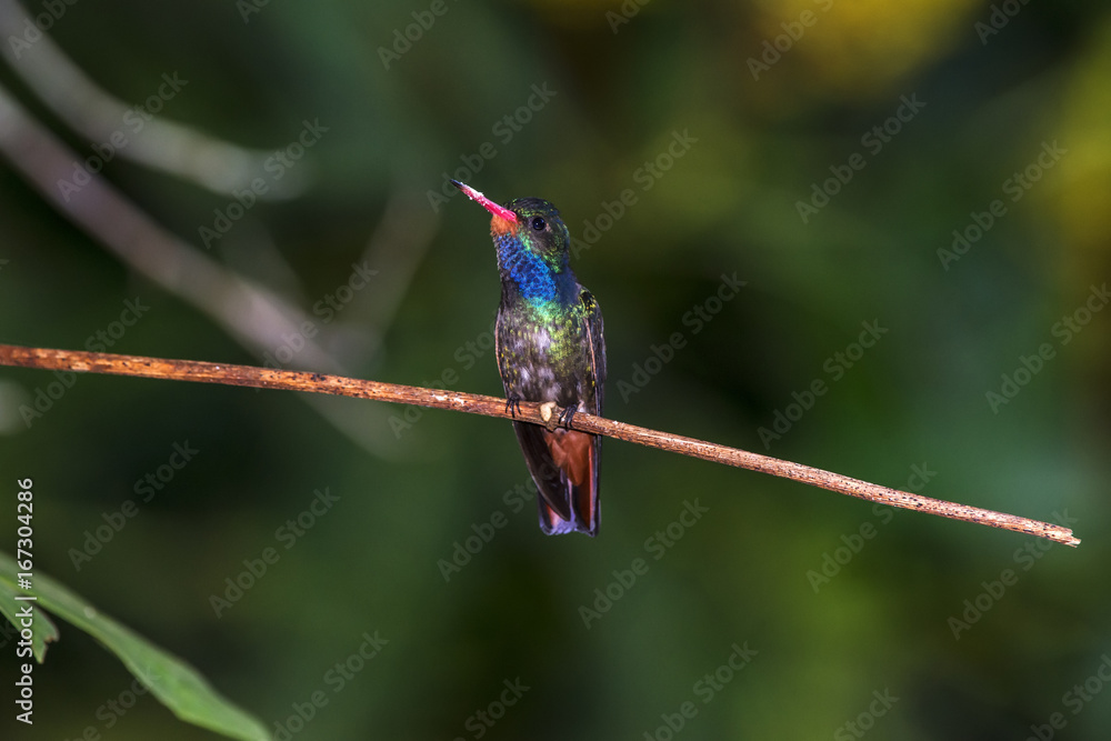 Obraz premium Beija-flor-safira (Hylocharis sapphirina) | Rufous-throated Sapphire