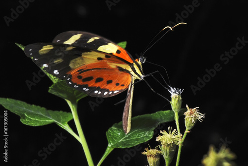 Borboleta-do-maracujá Melinaea-ludovica-paraiya (Melinaea ludovica paraiya) | Passion fruit butterfly photo