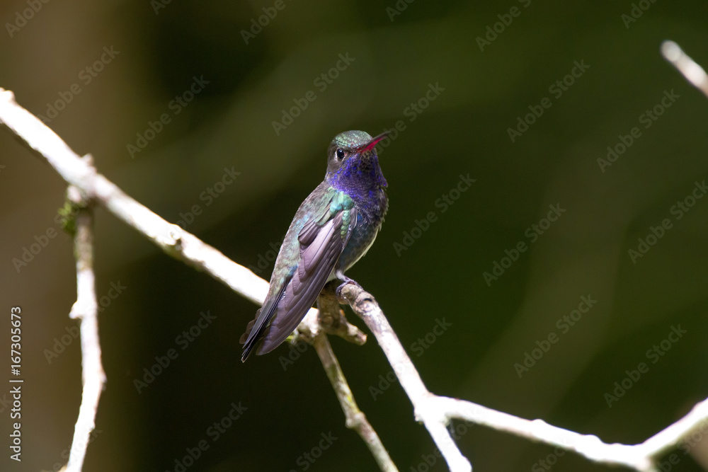 Fototapeta premium Beija-flor-de-peito-azul (Amazilia lactea) | Sapphire-spangled Emerald