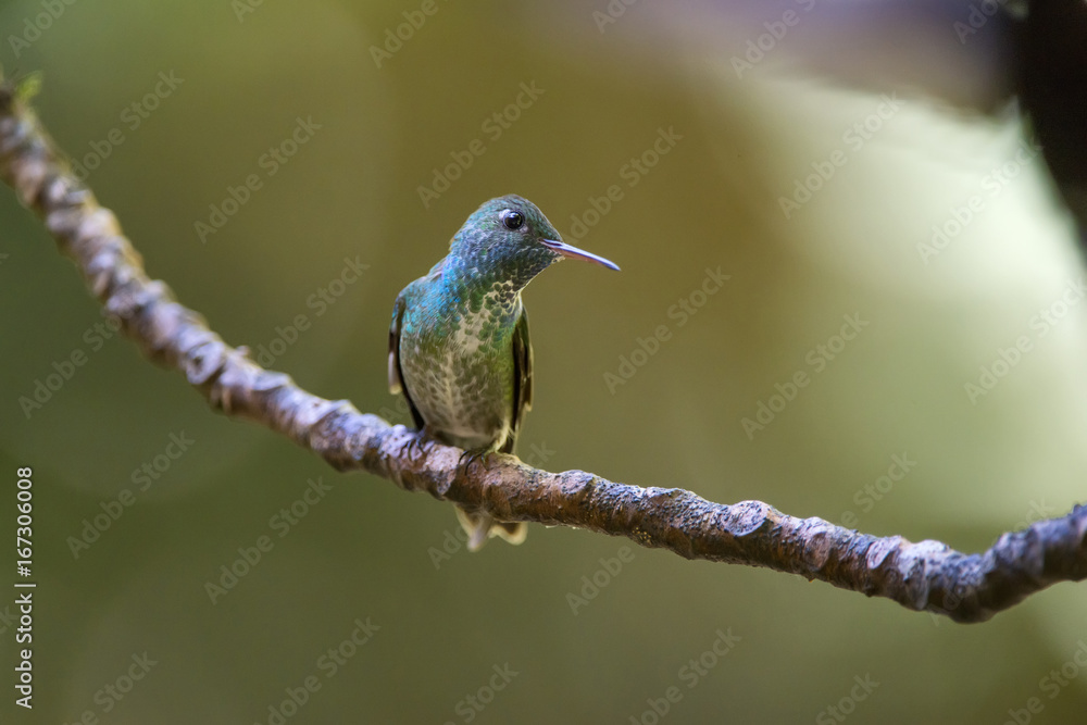 Obraz premium Beija-flor-de-banda-branca (Amazilia versicolor) | Versicolored Emerald