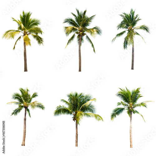 Coconut tree on white background   