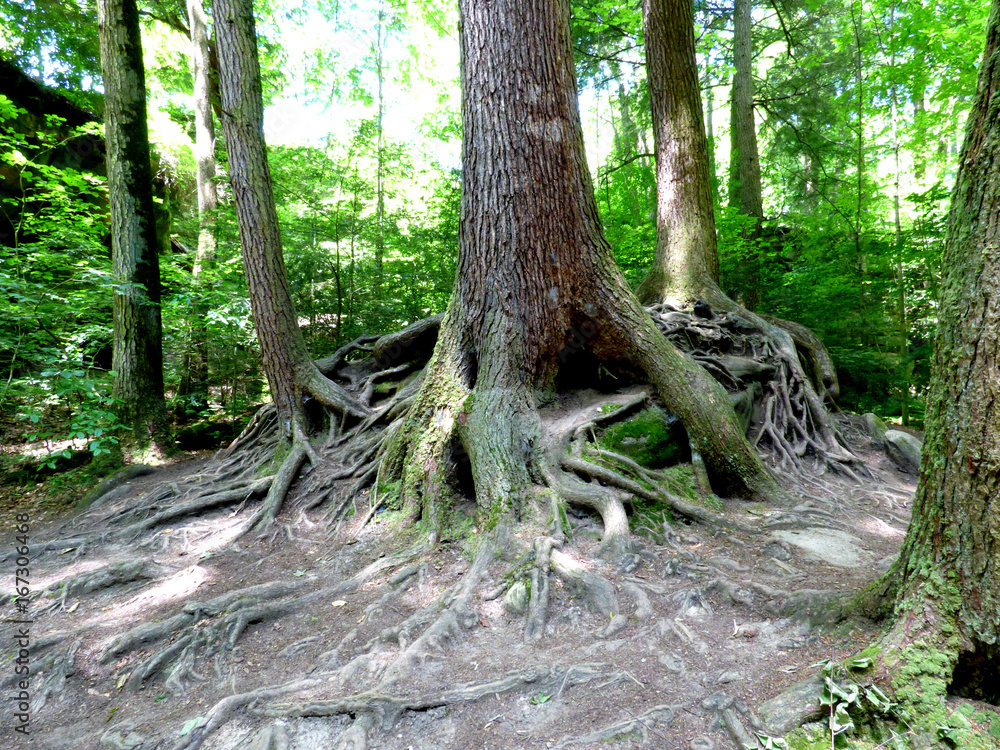 Rooted Rooted