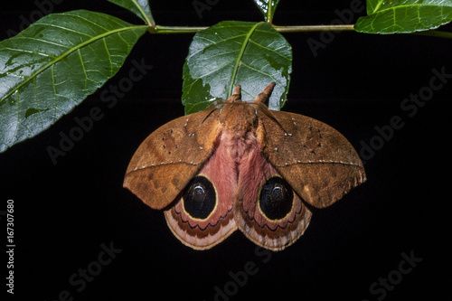 Mariposa-olho-de-boi sp. (Automeris sp.) | Butterfly-eye-of-ox photo