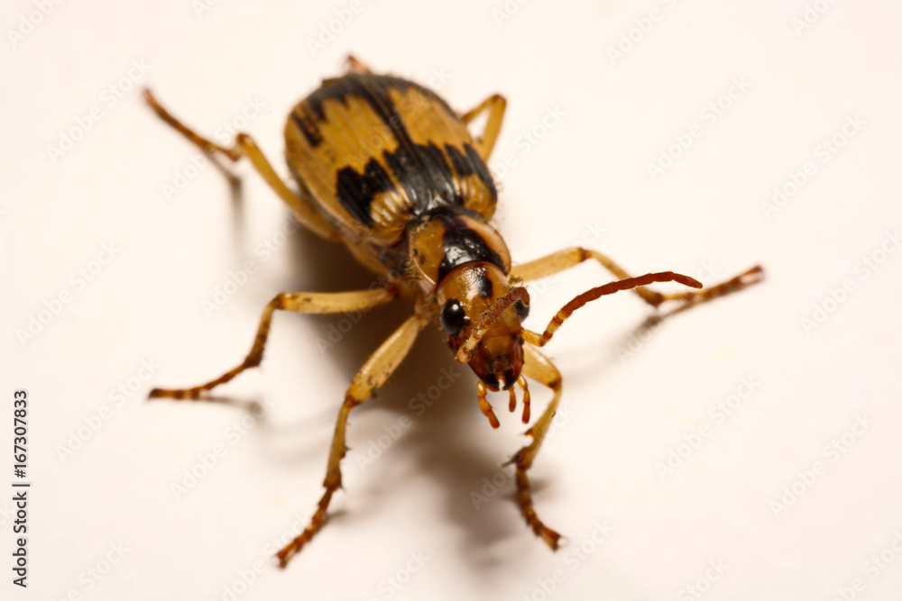 Fototapeta premium Bombardier beetles on a smooth background.