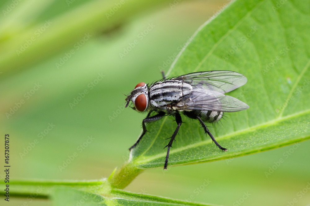 Image of a flies (Diptera) on green leaves. Insect Animal Image of a flies (Diptera) on green leaves. Insect Animal