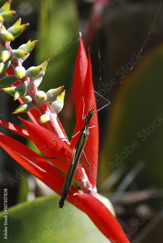 Bicho-pau Paraphasma marginale (Paraphasma marginale) | Stick insect photo