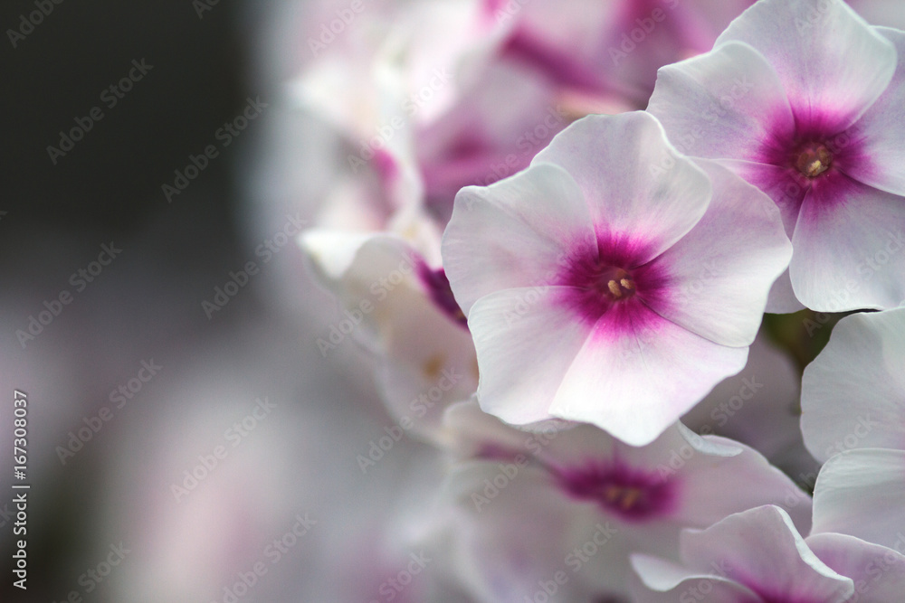 Obraz premium White beautiful flowers on a blur background. floral background of white flowers
