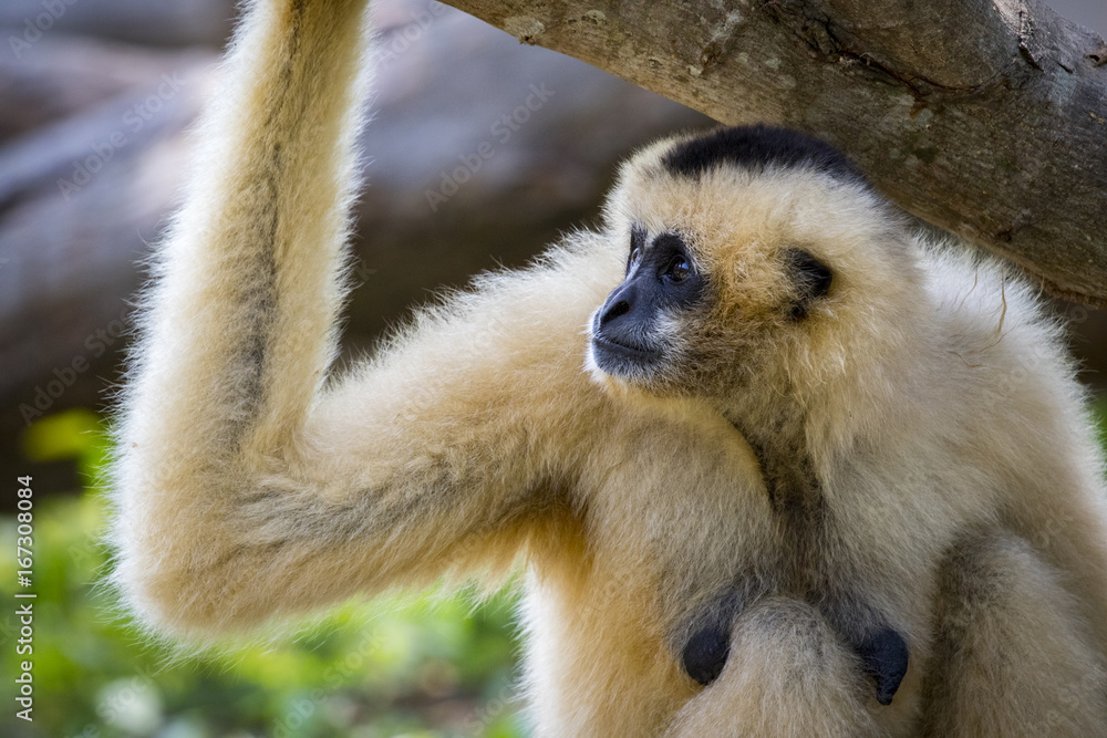 Obraz premium Image of white-cheeked gibbons on nature background. Wild Animals.