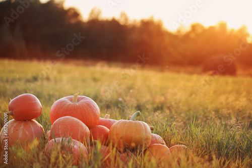 pumpkins on wooden table outdoor