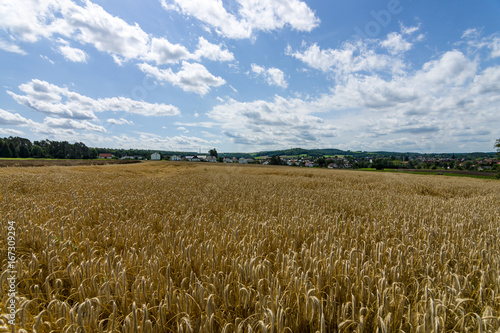 Rural landscape. Ripe wheat fields.