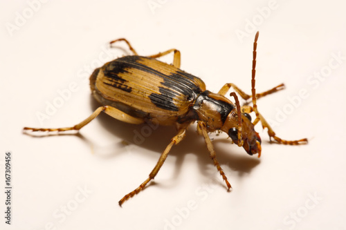 Bombardier beetles on a smooth background.