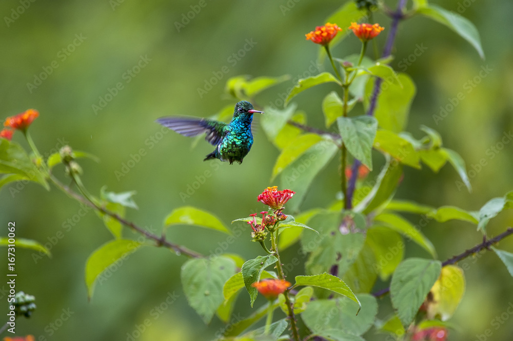 Fototapeta premium Besourinho-de-bico-vermelho (Chlorostilbon lucidus) | Glittering-bellied Emerald