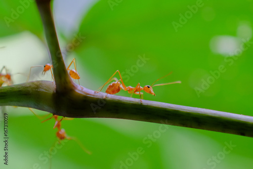 ant wildlife on nature background ..