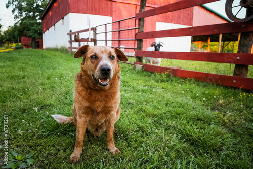 Photography Farm dog watching over the goat pen by the red barn