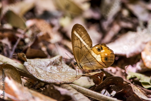 Borboleta-Vidro-rasteiro (Pierella nereis) | Pierella nereis butterfly photo