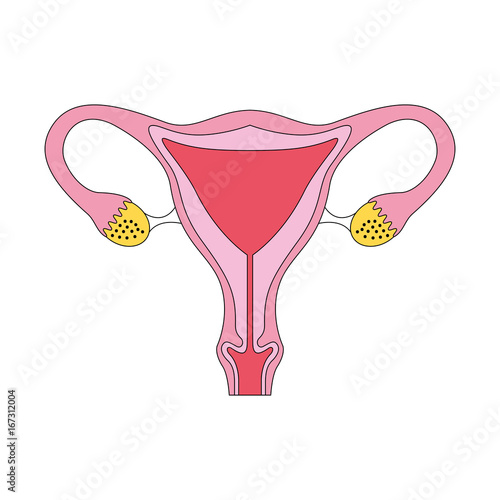 Female reproductive organ icon vector illustration design