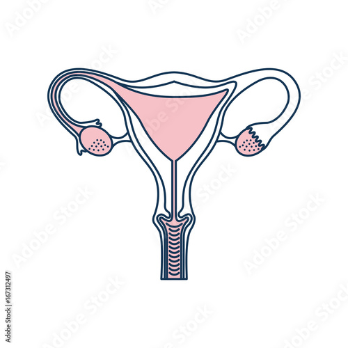 Female reproductive organ icon vector illustration design