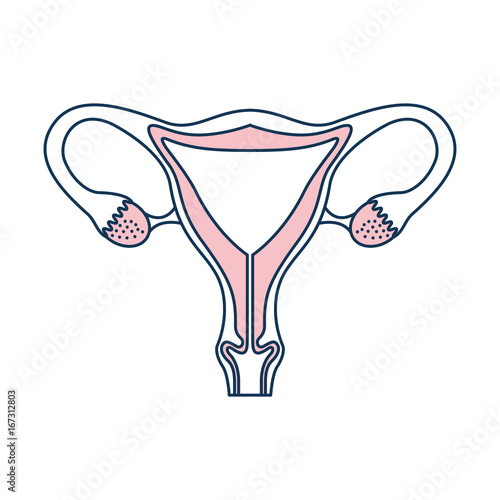Female reproductive organ icon vector illustration design
