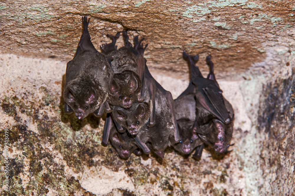 Morcego-de-cauda-curta (Carollia perspicillata) | Seba's short-tailed bat