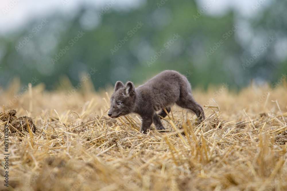 polar fox (Vulpes lagopus) polar fox (Vulpes lagopus)