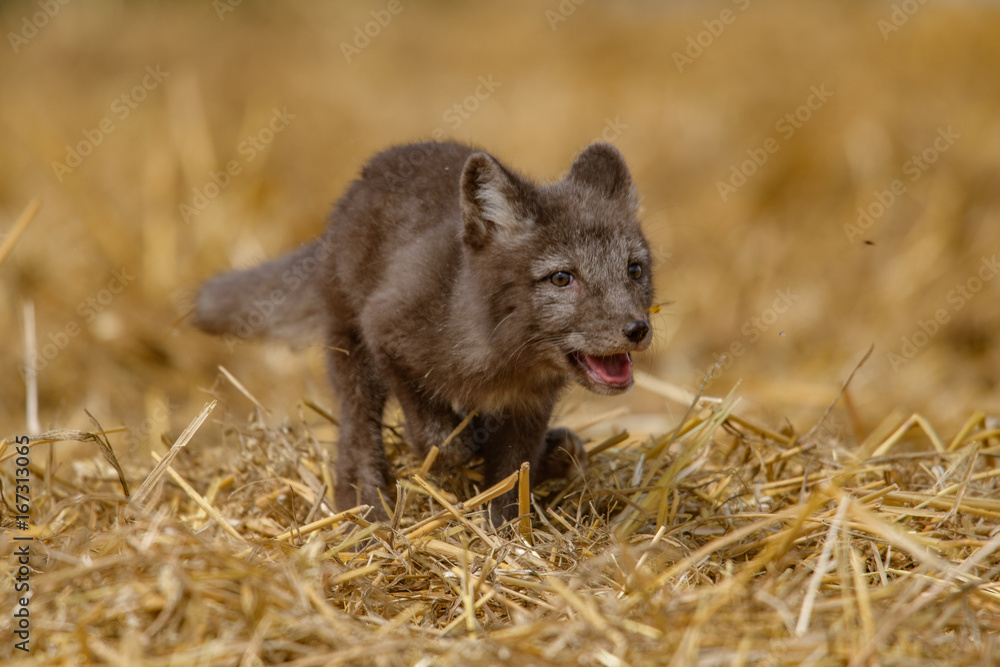 polar fox (Vulpes lagopus)