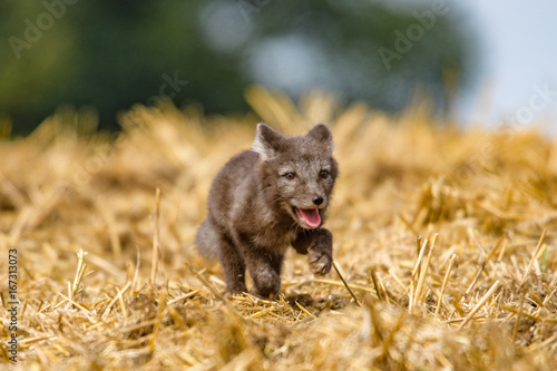 polar fox (Vulpes lagopus) © vaclav