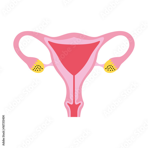Female reproductive organ icon vector illustration design