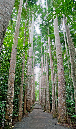 Footpath in the Paronella park, Queensland, Australia photo