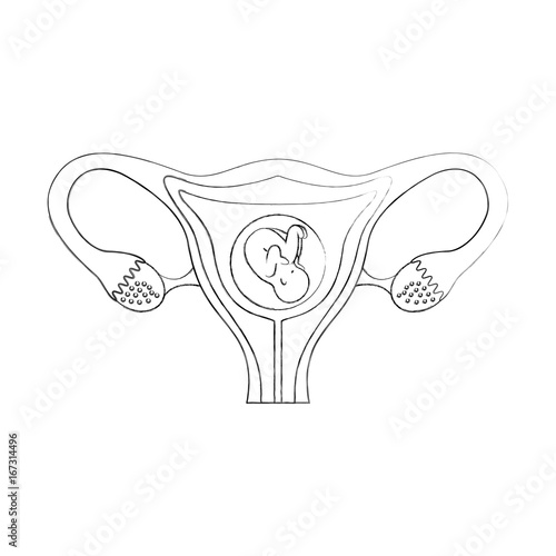 Female reproductive organ with fetus vector illustration design