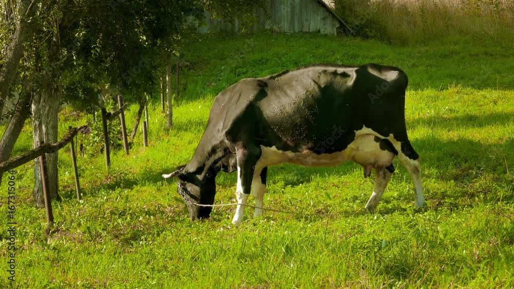 Cow eating grass. Cow, surrounded by flies, eating grass on a green meadow. Summer heat in the village. Cow eating grass. Cow, surrounded by flies, eating grass on a green meadow. Summer heat in the village.