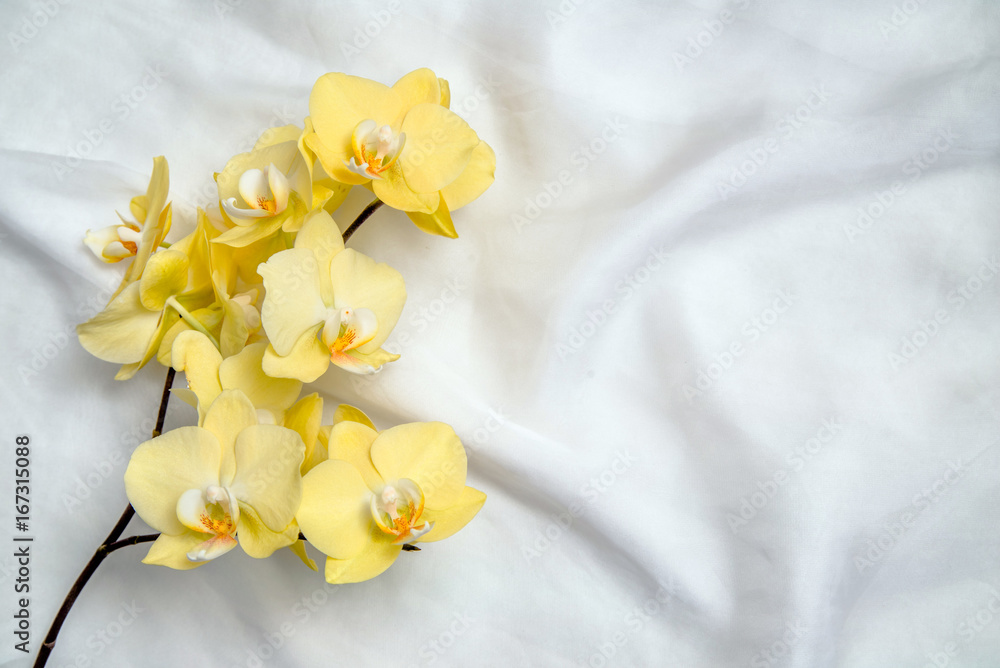 Fototapeta premium The branch of yellow orchids on white fabric background 