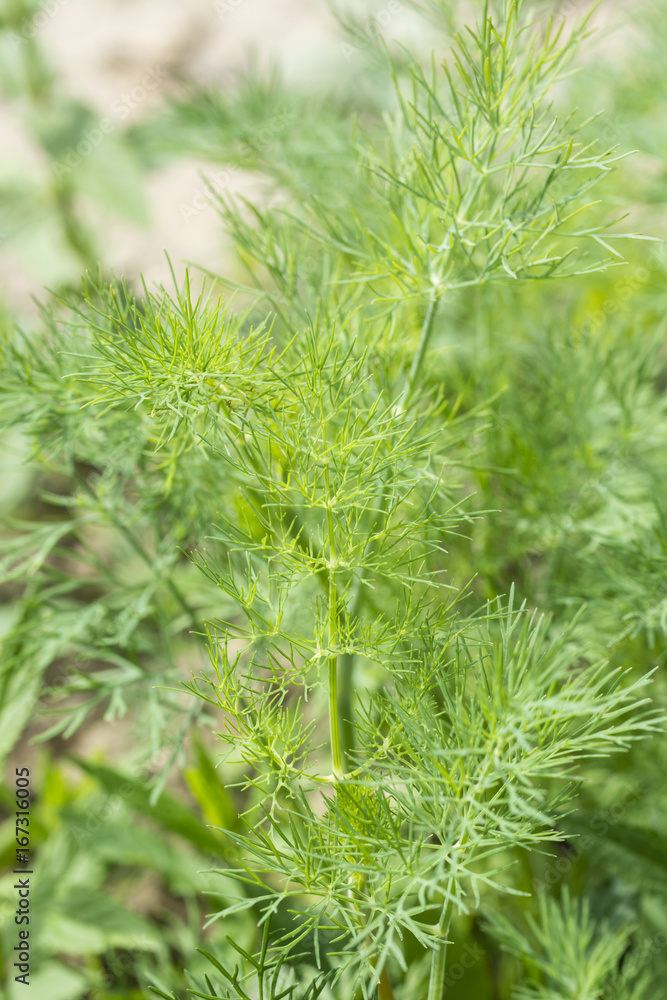A fresh leaf of dill in the garden. A fresh leaf of dill in the garden.