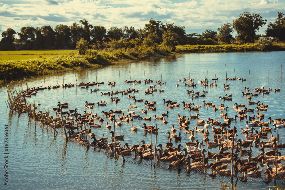 Fototapeta premium Duck in farm, eat and swimming in marsh