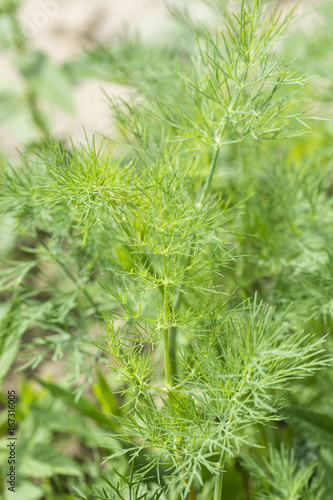 A fresh leaf of dill in the garden.