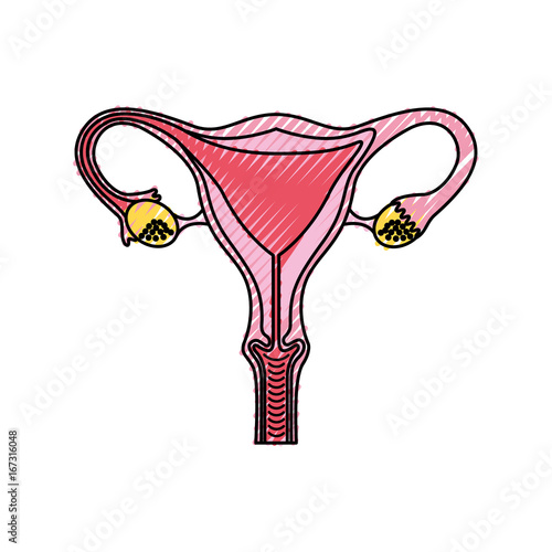 Female reproductive organ icon vector illustration design