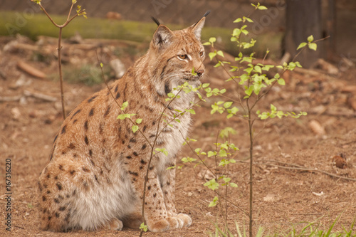Eurasian lynx © kerstiny