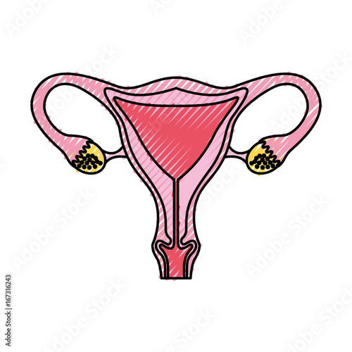 Female reproductive organ icon vector illustration design