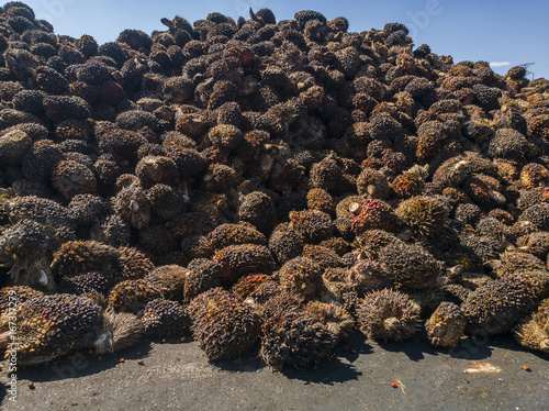 Oil palm fruits to be processed at palm oil mill