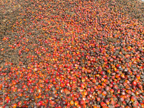 Oil palm fruits to be processed at palm oil mill