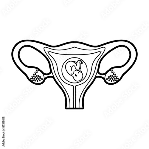 Female reproductive organ with fetus vector illustration design